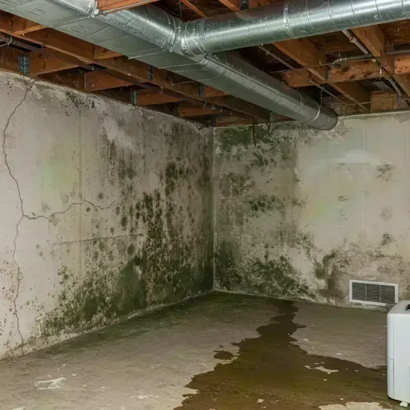 Professional Mold Removal in Madison County, FL